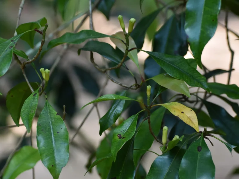 Unripe clove buds growing on a tree on a Zanzibar spice farm