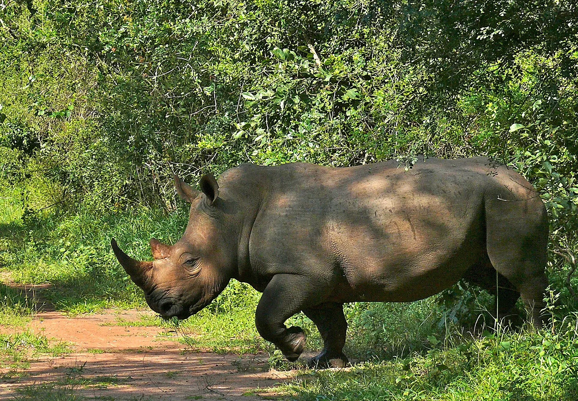 White rhino walking along a woodland track at Ziwa Rhino Sanctuary