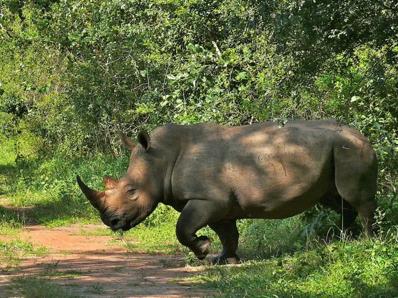 White rhino walking along a woodland track at Ziwa Rhino Sanctuary